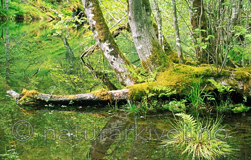 bb165 / Alnus incana / Gråor