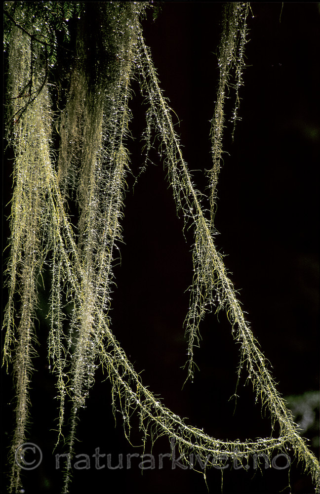 bb167 / Usnea longissima / Huldrestry