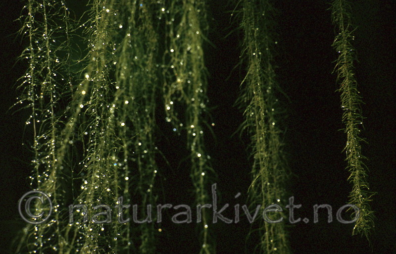 bb173 / Usnea longissima / Huldrestry