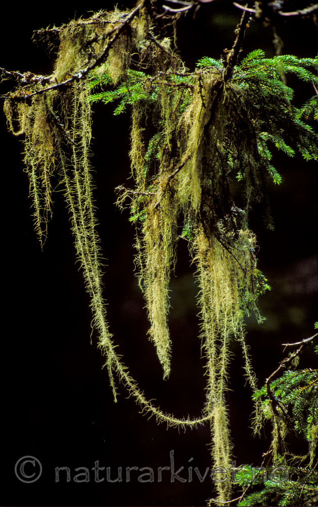 bb178 / Usnea longissima / Huldrestry