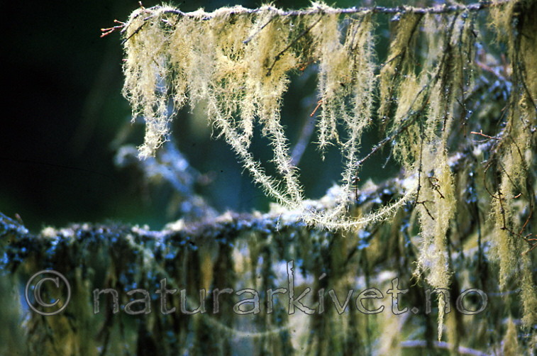bb185 / Usnea longissima / Huldrestry