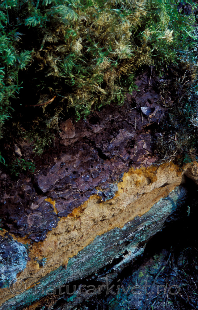 bb190 / Inonotopsis subiculosa / Jettekjuke