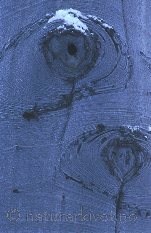 bb223 / Fagus sylvatica / Bøk