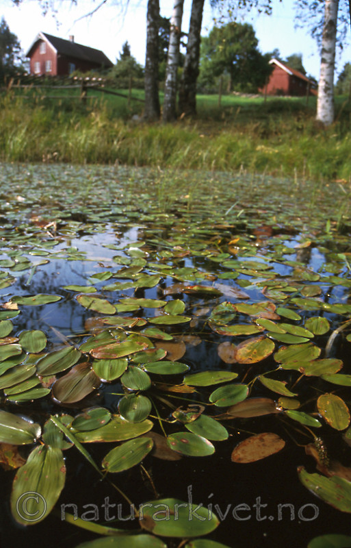 bb232 / Potamogeton natans / Tjernaks