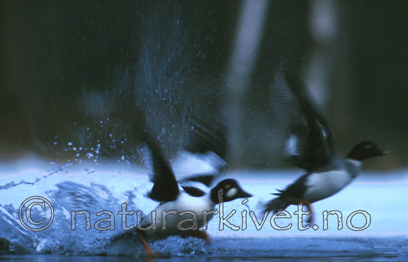 bb233 / Bucephala clangula / Kvinand