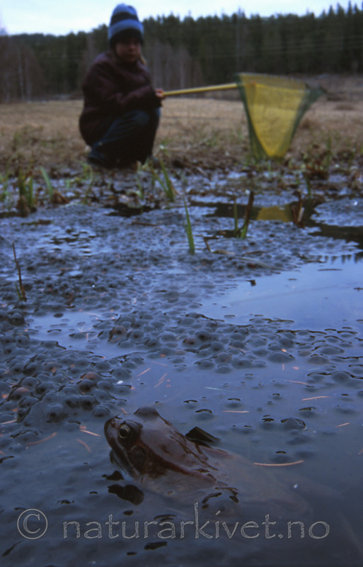 bb239 / Rana temporaria / Buttsnutefrosk