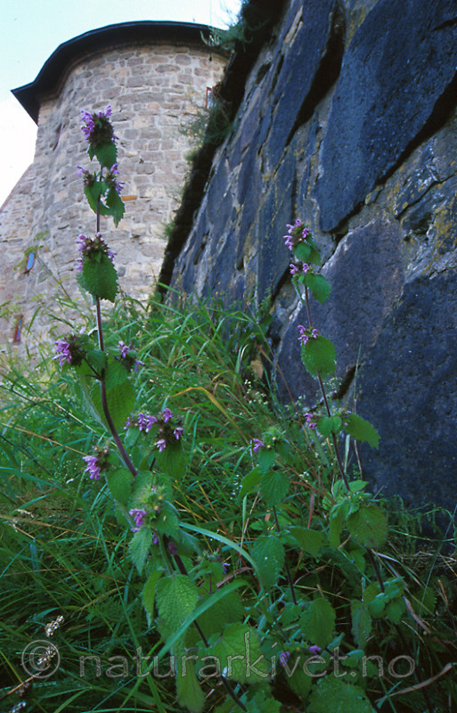 bb242 / Ballota nigra nigra / Tunhunderot