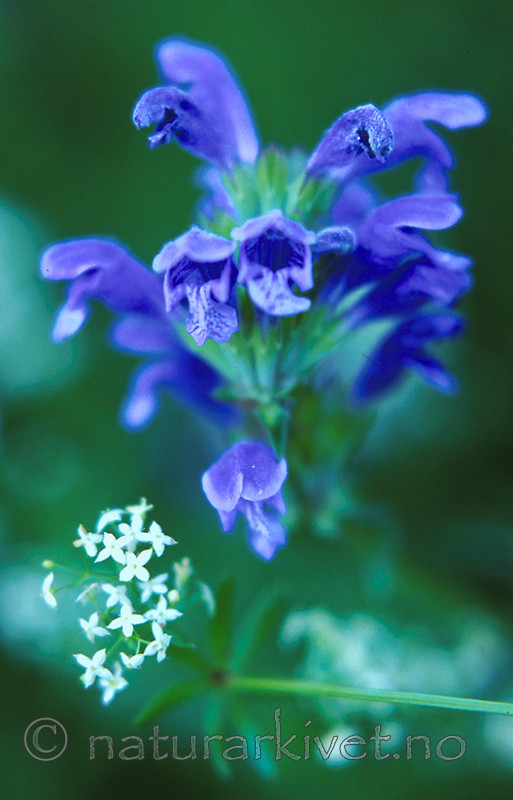 bb243 / Dracocephalum ruyschiana / Dragehode