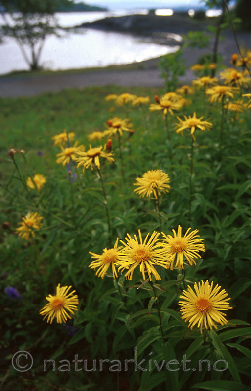 bb244 / Inula salicina / Krattalant