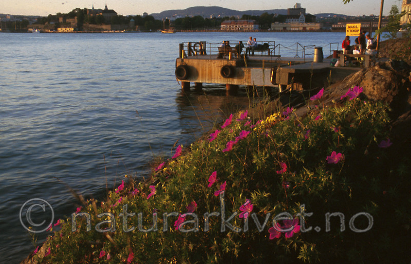 bb249 / Geranium sanguineum / Blodstorkenebb