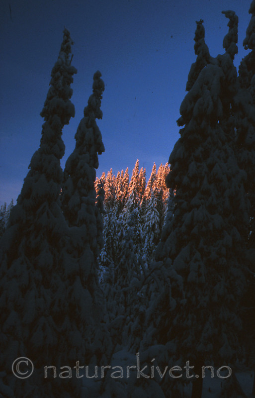 bb258 / Picea abies / Gran