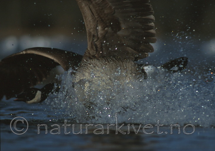 bb264 / Branta canadensis / Kanadagås