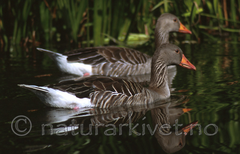 bb265 / Anser anser / Grågås