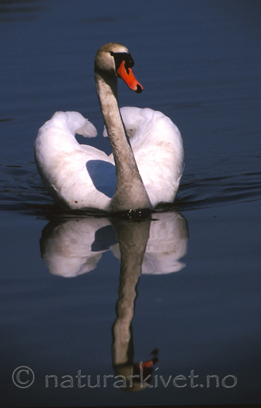 bb266 / Cygnus olor / Knoppsvane