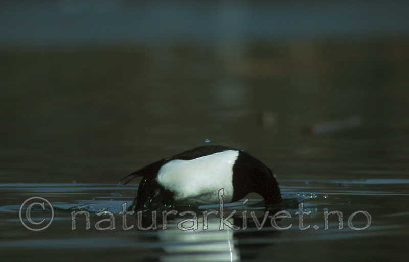 bb271 / Aythya fuligula / Toppand