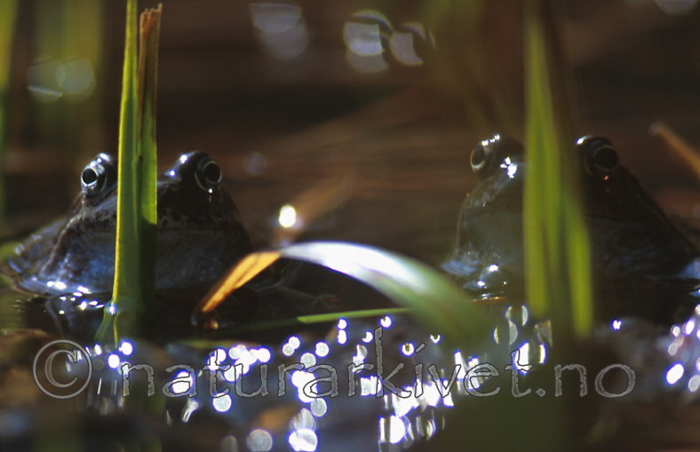 bb279 / Rana temporaria / Buttsnutefrosk