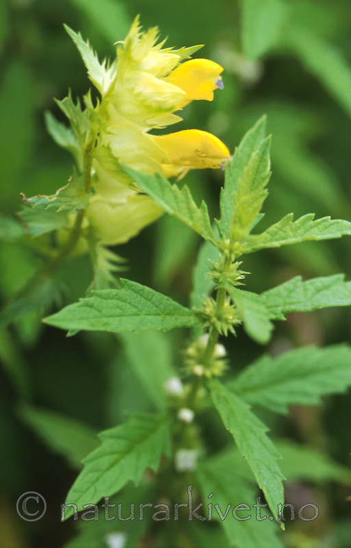 bb281 / Lycopus europaeus / Klourt <br /> Rhinanthus angustifolius / Storengkall