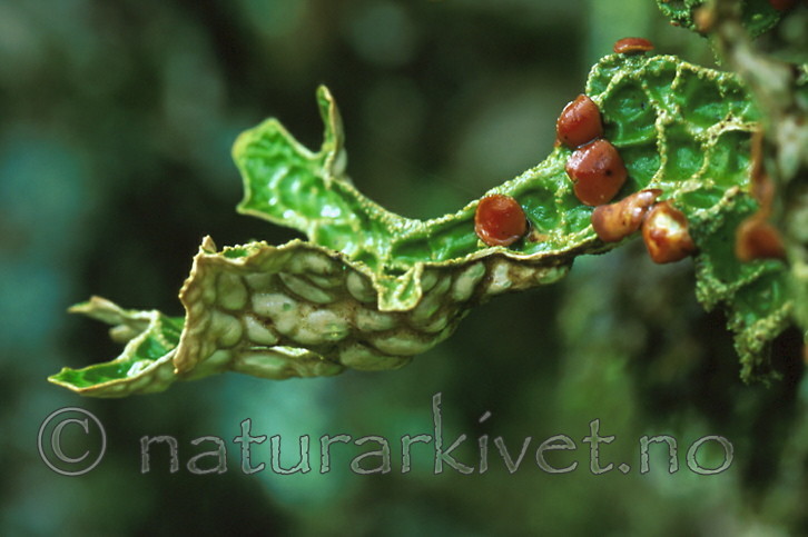 bb285 / Lobaria pulmonaria / Lungenever