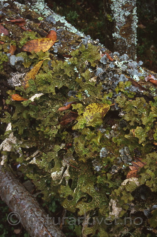 bb286 / Lobaria pulmonaria / Lungenever <br /> Lobaria scrobiculata / Skrubbenever