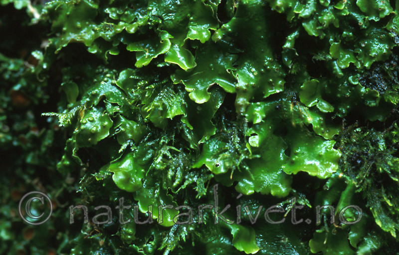 bb288 / Lobaria virens / Kystnever