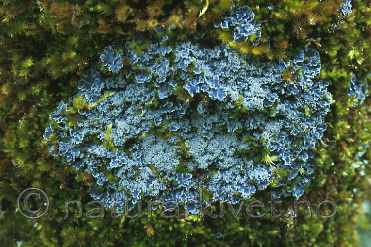 bb295 / Pannaria conoplea / Grynfiltlav