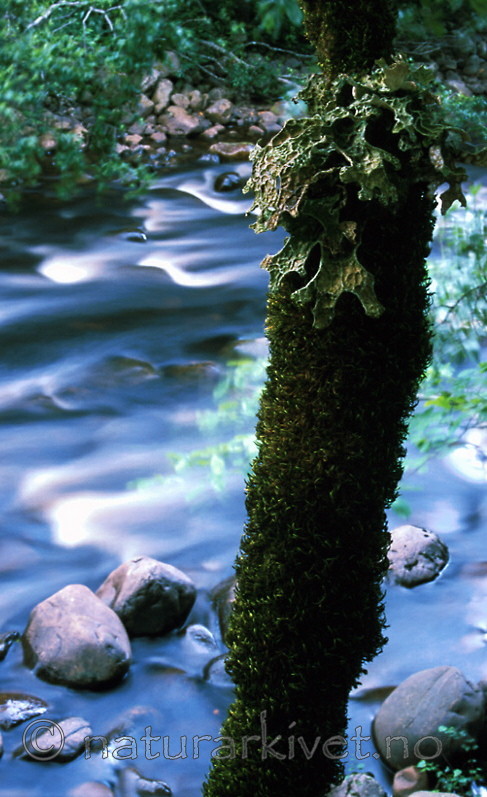bb298 / Lobaria pulmonaria / Lungenever