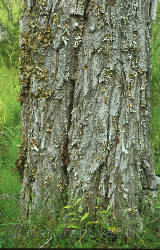 bb299 / Lobaria pulmonaria / Lungenever <br /> Salix caprea / Selje