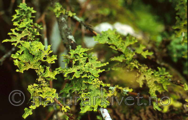 bb300 / Lobaria pulmonaria / Lungenever