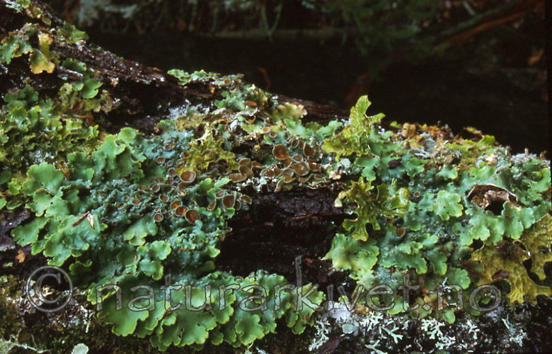 bb303 / Lobaria pulmonaria / Lungenever