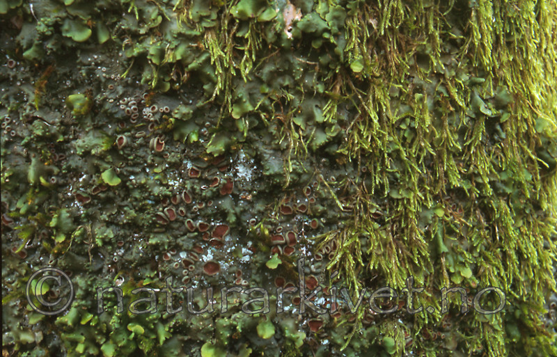bb305 / Lobaria virens / Kystnever