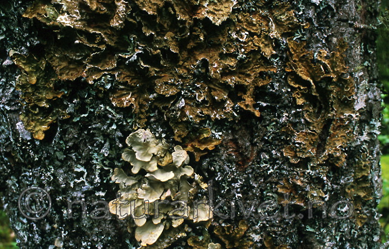 bb307 / Lobaria pulmonaria / Lungenever <br /> Lobaria scrobiculata / Skrubbenever