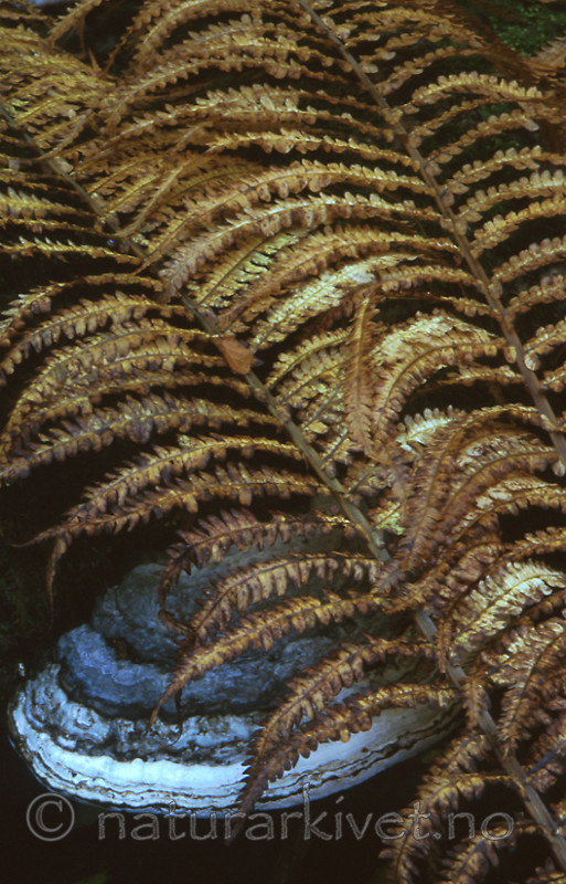 bb308 / Fomes fomentarius / Knuskkjuke <br /> Matteuccia struthiopteris / Strutseving