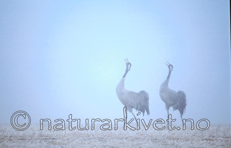 bb309 / Grus grus / Trane