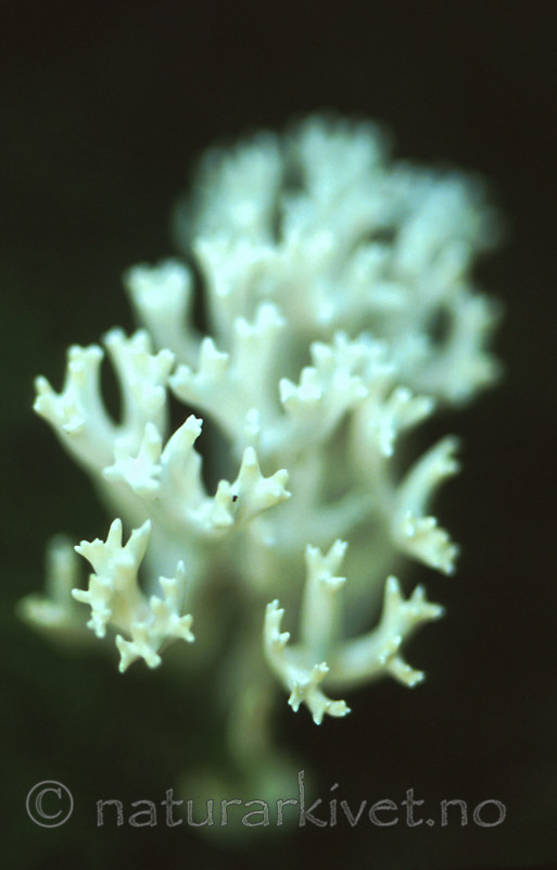 bb313 / Ramariopsis kunzei / Hvit småfingersopp