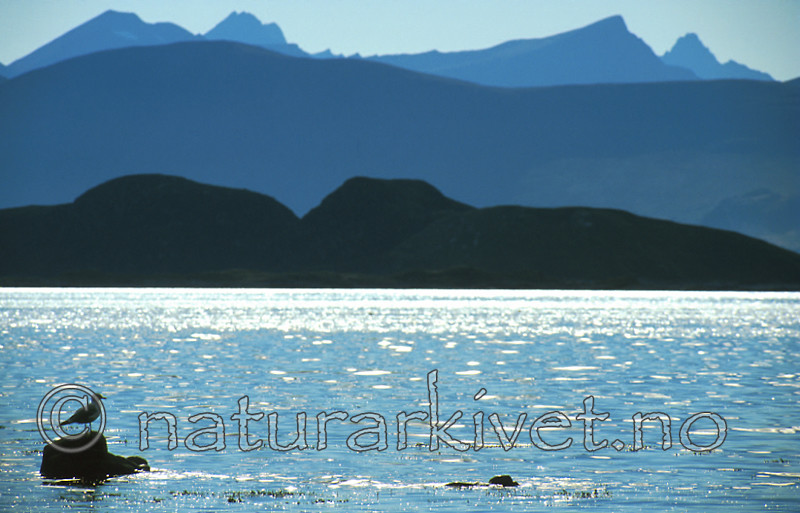 bb332 / Larus argentatus / Gråmåke