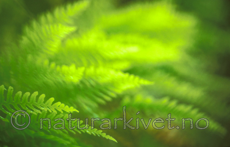 bb333 / Polypodium vulgare / Sisselrot