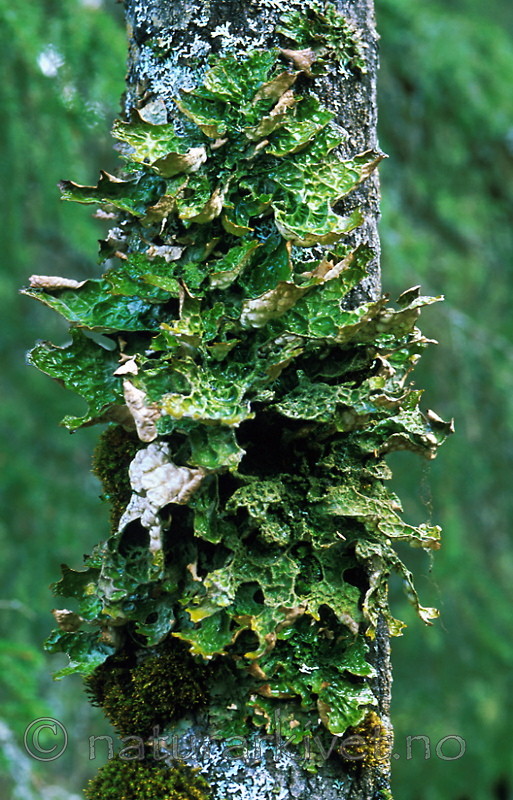 bb335 / Lobaria pulmonaria / Lungenever