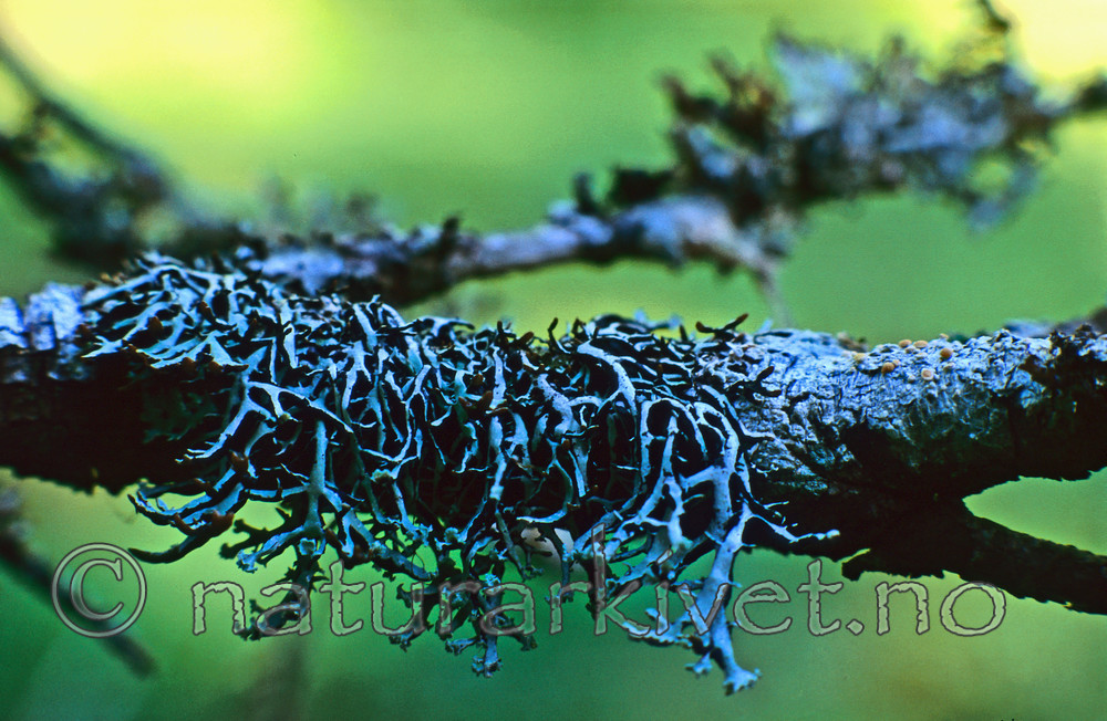 bb342 / Hypogymnia vittata / Randkvistlav