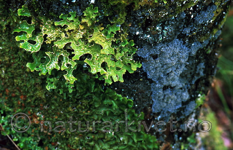 bb346 / Lobaria pulmonaria / Lungenever