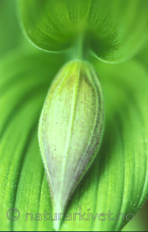 bb347 / Cypripedium calceolus / Marisko
