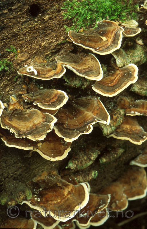 bb348 / Trametes versicolor / Silkekjuke