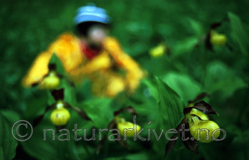 bb349 / Cypripedium calceolus / Marisko