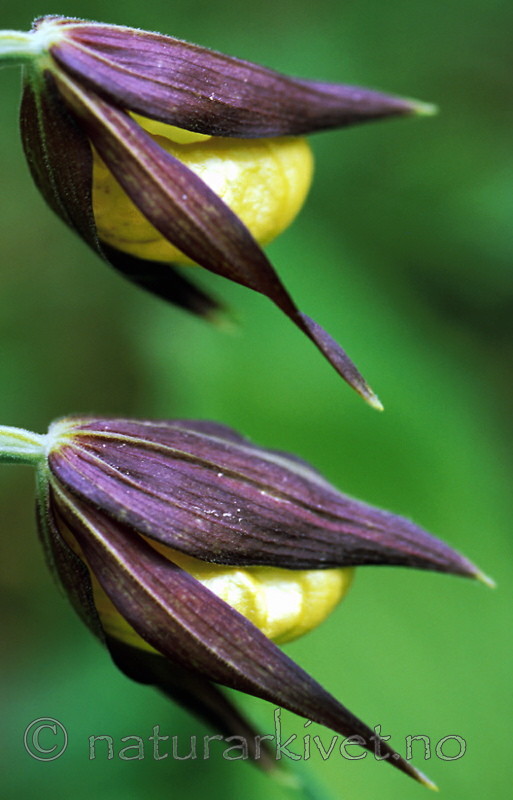 bb353 / Cypripedium calceolus / Marisko