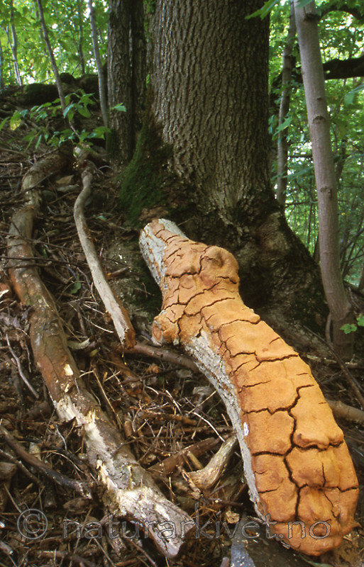 bb357 / Phellinus ferruginosus / Rustkjuke