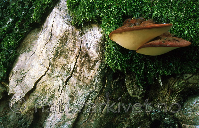 bb359 / Fistulina hepatica / Oksetungesopp
