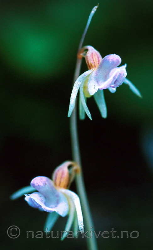 bb366 / Epipogium aphyllum / Huldreblom