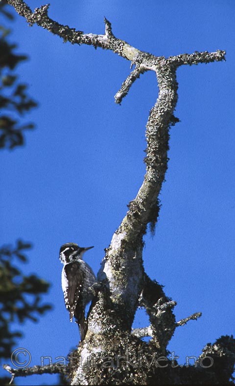 bb376 / Picoides tridactylus / Tretåspett