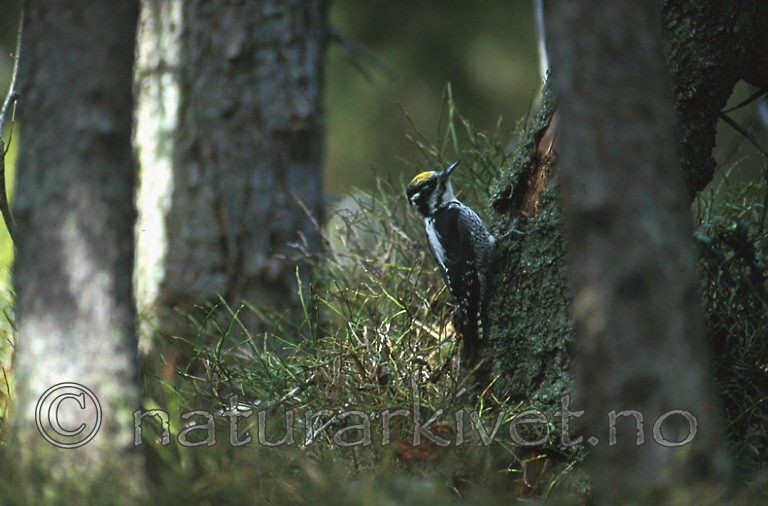bb384 / Picoides tridactylus / Tretåspett