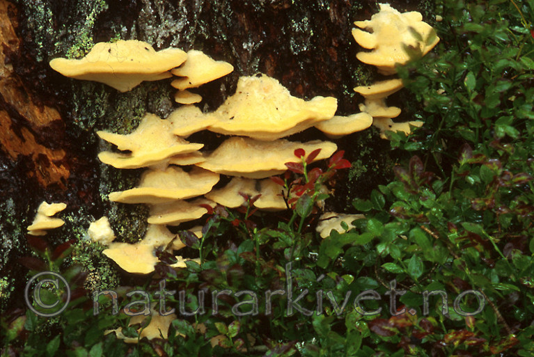 bb385 / Climacocystis borealis / Vasskjuke