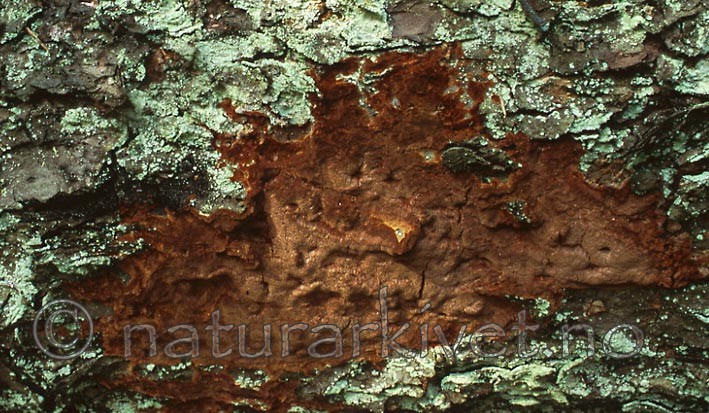 bb386 / Phellinus ferrugineofuscus / Granrustkjuke